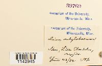 Rhizomnium pseudopunctatum image