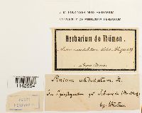 Plagiomnium undulatum image