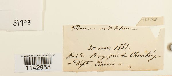 Plagiomnium undulatum image