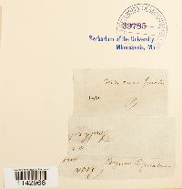 Plagiomnium undulatum image