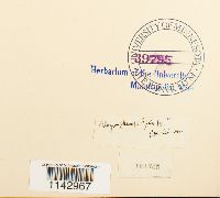Plagiomnium undulatum image