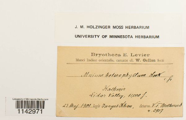 Mnium heterophyllum image