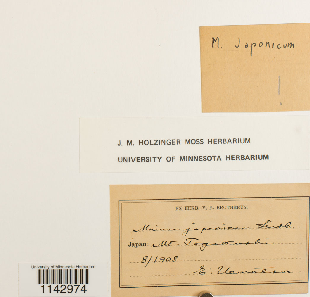 Plagiomnium japonicum image
