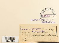 Mnium thomsonii image