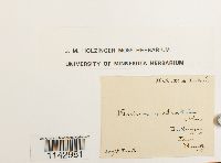 Plagiomnium rostratum image