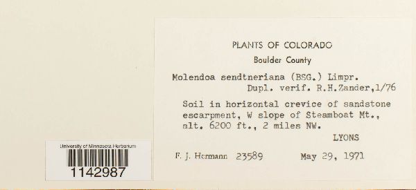 Molendoa sendtneriana image