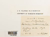 Molendoa hornschuchiana image