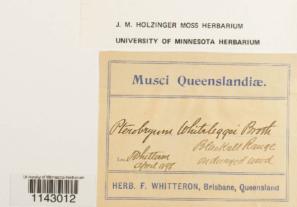 Muellerobryum whiteleggei image