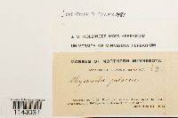 Myurella julacea image