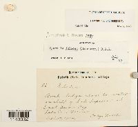 thumbnail image of current specimen