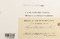 thumbnail image of current specimen