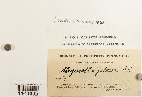 Myurella julacea image