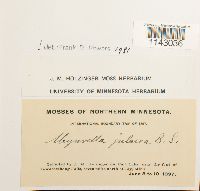 Myurella julacea image