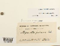 Myurella julacea image