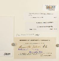 thumbnail image of current specimen