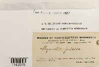 Myurella julacea image