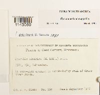 Myurella sibirica image