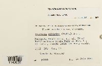 Myurella sibirica image