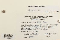 Myurella sibirica image