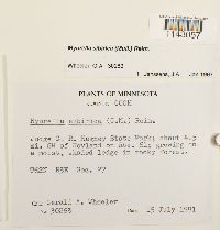 Myurella sibirica image