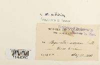 Myurella sibirica image