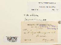 Myurella sibirica image