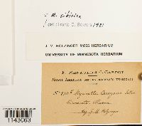 Myurella sibirica image