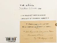 Myurella sibirica image