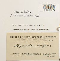 Myurella sibirica image