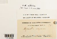 Myurella sibirica image