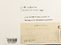 Myurella sibirica image