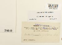 Myurella julacea image