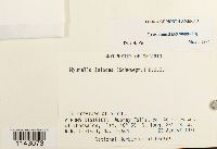 Myurella julacea image