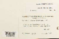 Myurella julacea image