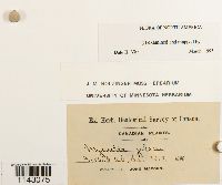 Myurella julacea image