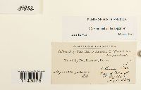 Myurella julacea image