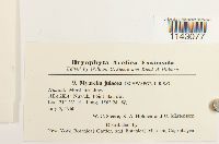 Myurella julacea image