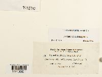 Myurella julacea image