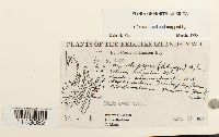 thumbnail image of current specimen