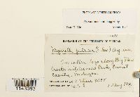 Myurella julacea image