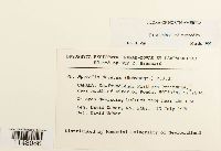 Myurella julacea image