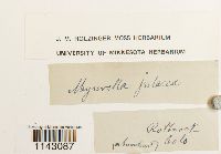 Thumbnail image of current specimen