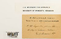 Myurella julacea image