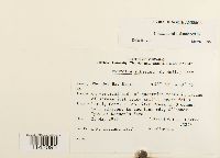 Myurella sibirica image