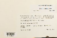 Myurella sibirica image