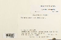 Myurella sibirica image