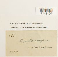 Myurella sibirica image