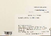 Myurella sibirica image