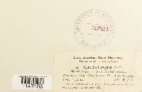 Myurella sibirica image