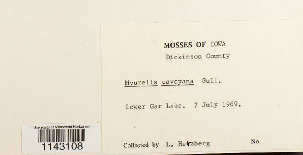 Myurella sibirica image